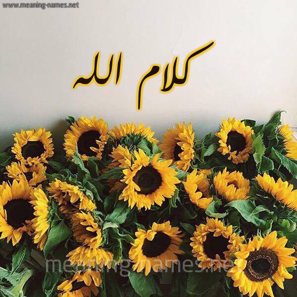صورة اسم كلام الله Kalam allah شكل 17 صوره دوار الشمس للإسم بخط رقعة